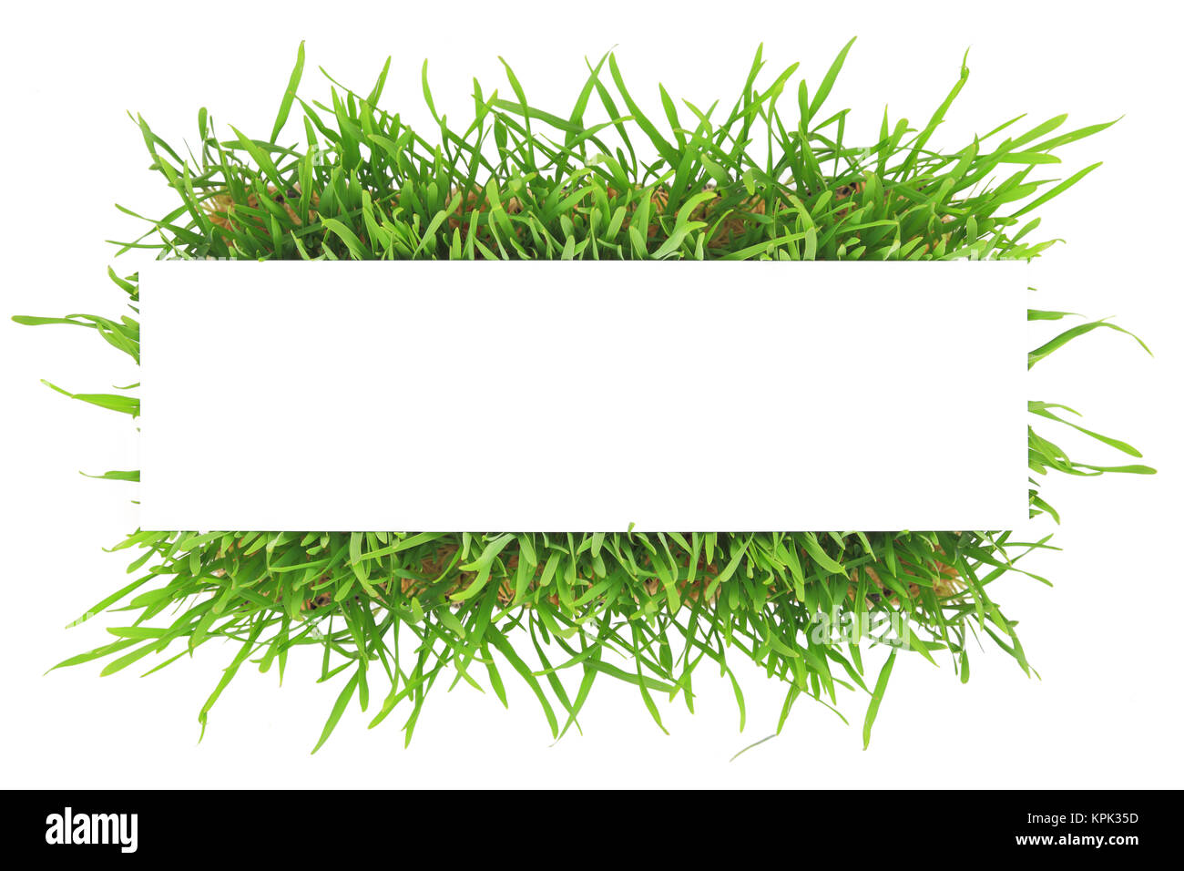 Fresh green grass banner isolated on white background Stock Photo - Alamy
