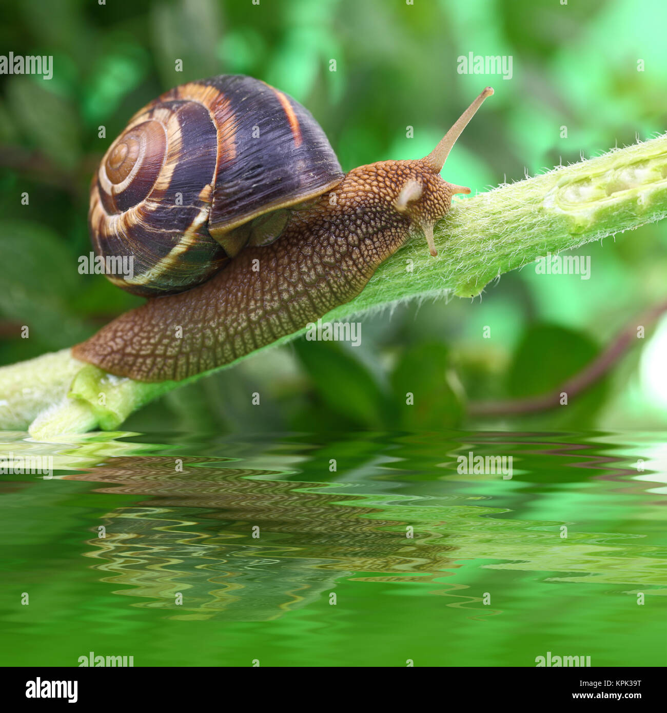 Snail crawling on plant with water and reflection Stock Photo - Alamy