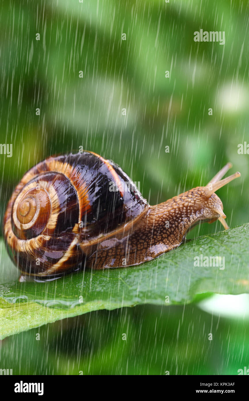 Snail crawling on leaf with rain and green background Stock Photo - Alamy