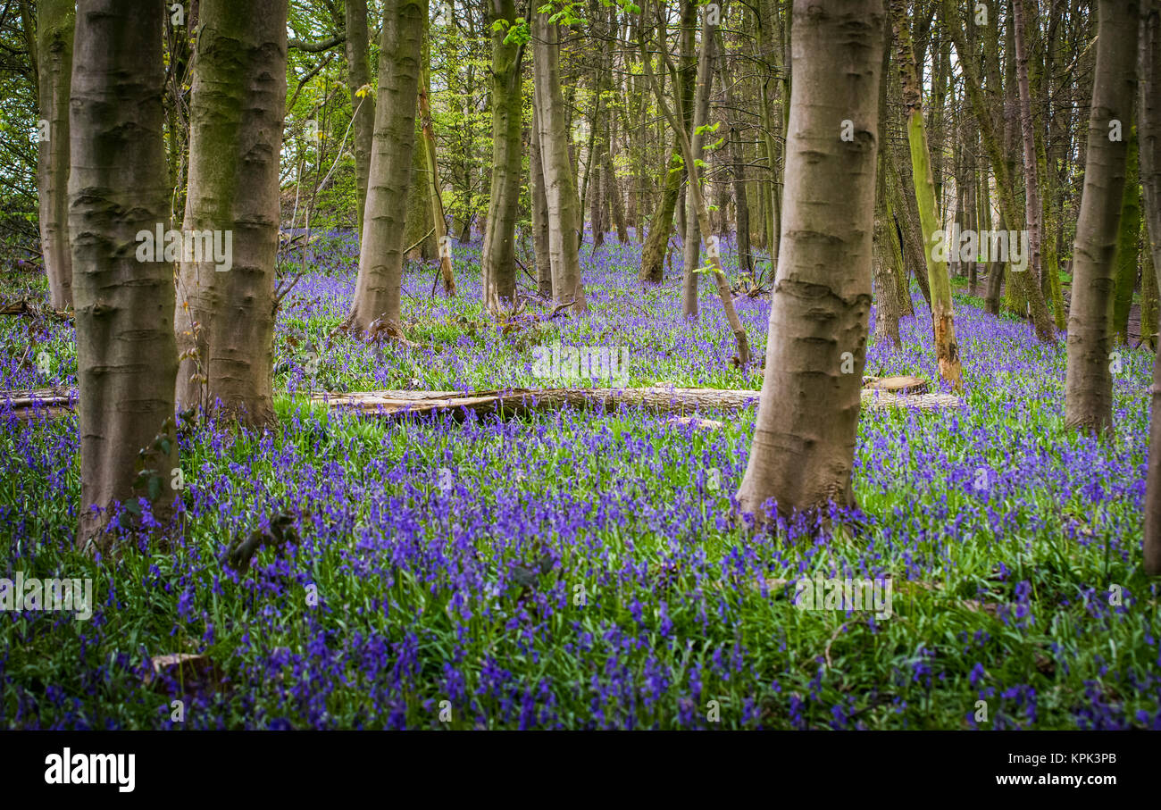 Bluebells (Hyacinthoides) growing on the ground of a forest; West Bretton, West Yorkshire, England Stock Photo