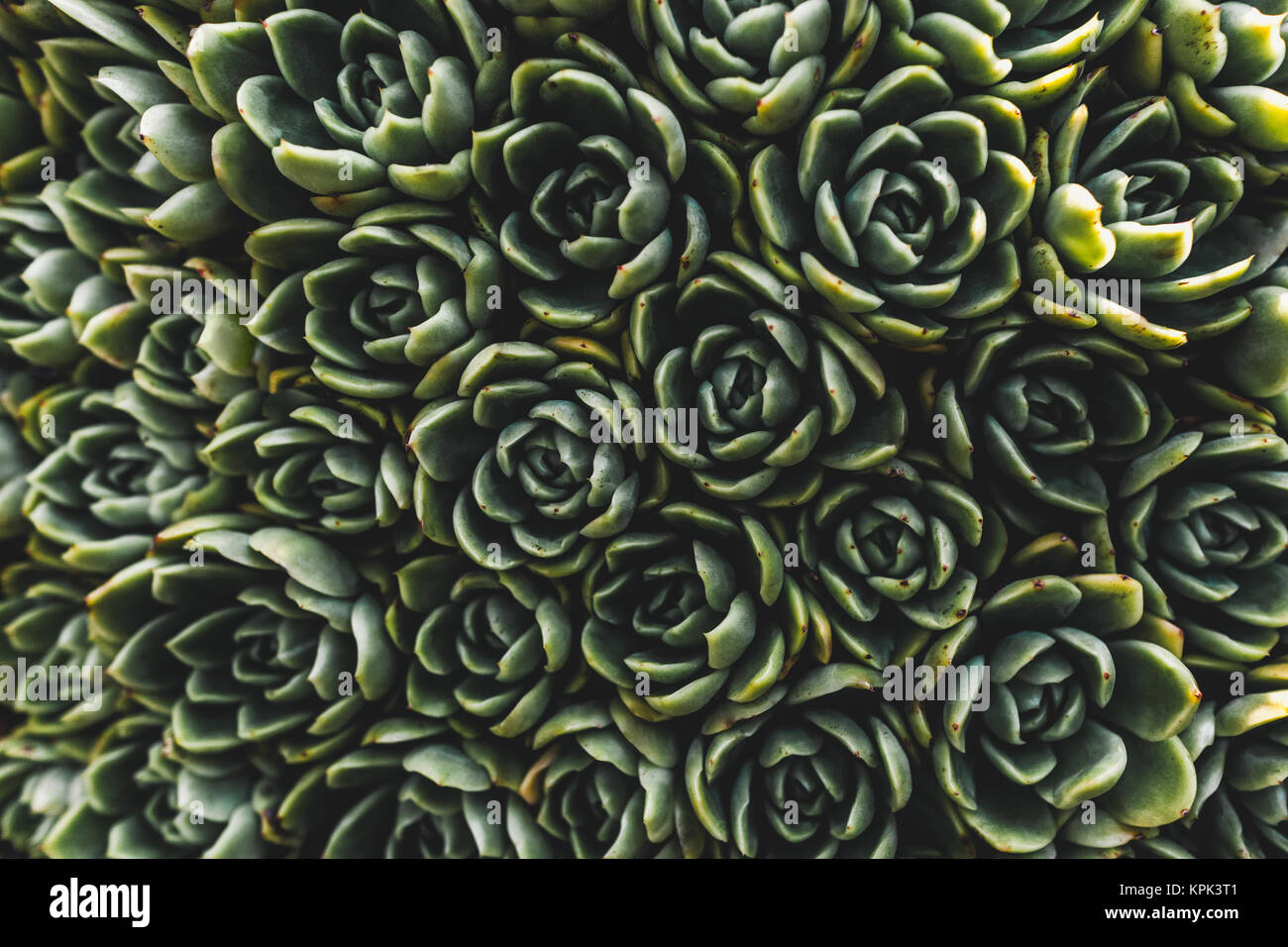 Cluster of cactus plants in a garden viewed from directly above