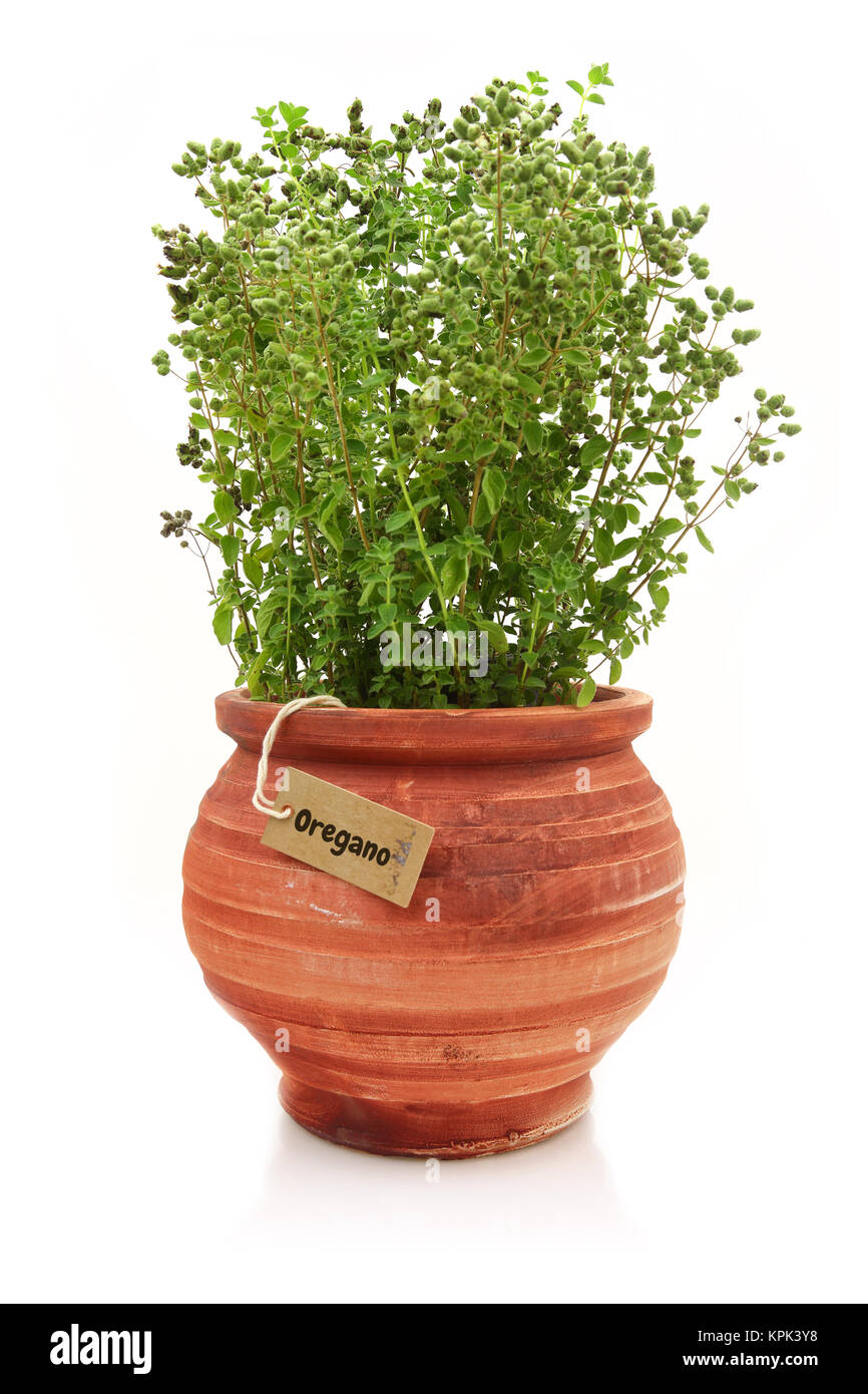 Fresh oregano in a pot hires stock photography and images Alamy