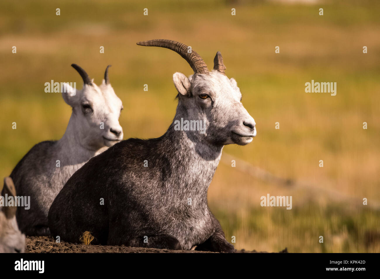 Stone sheep (ovis dalli stonei), captive; Yukon Territory, Canada Stock Photo