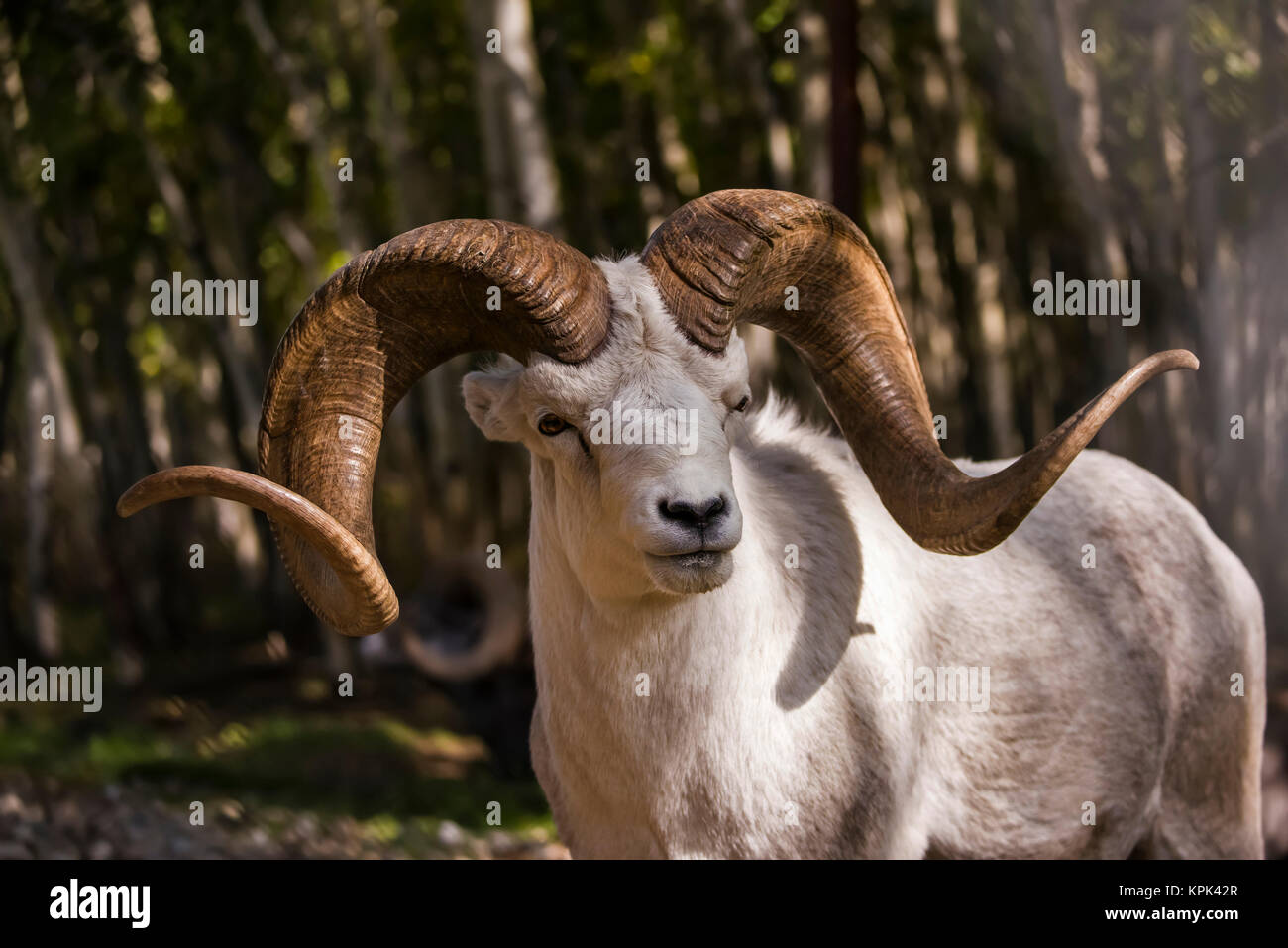 Dall Sheep ram (ovis dalli), captive; Yukon Territory, Canada Stock Photo