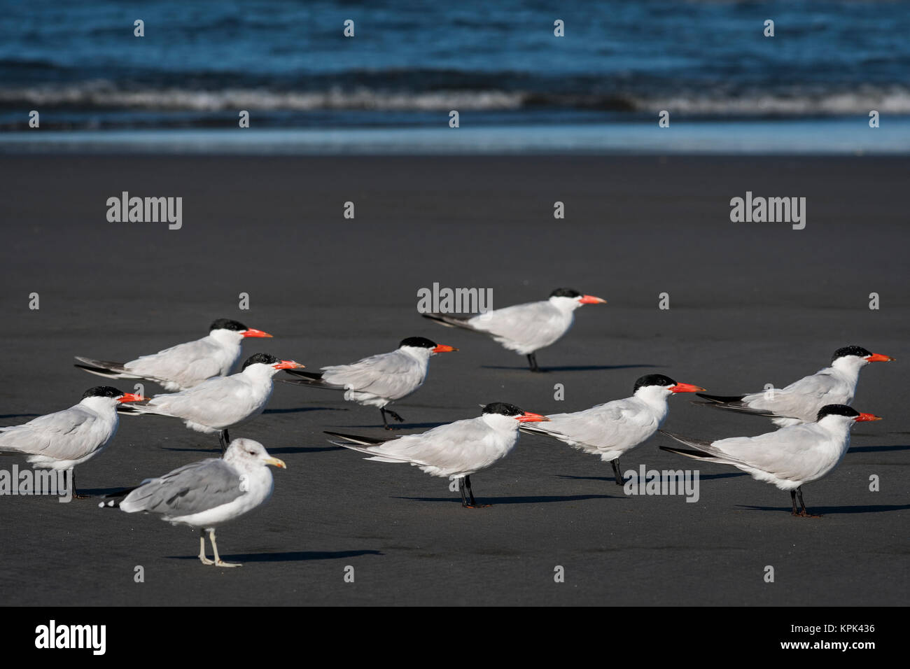 A flock of Caspian Terns (Hydroprogne caspia) and a seagull relaxes on the beach; Ilwaco, Washington, United States of America Stock Photo