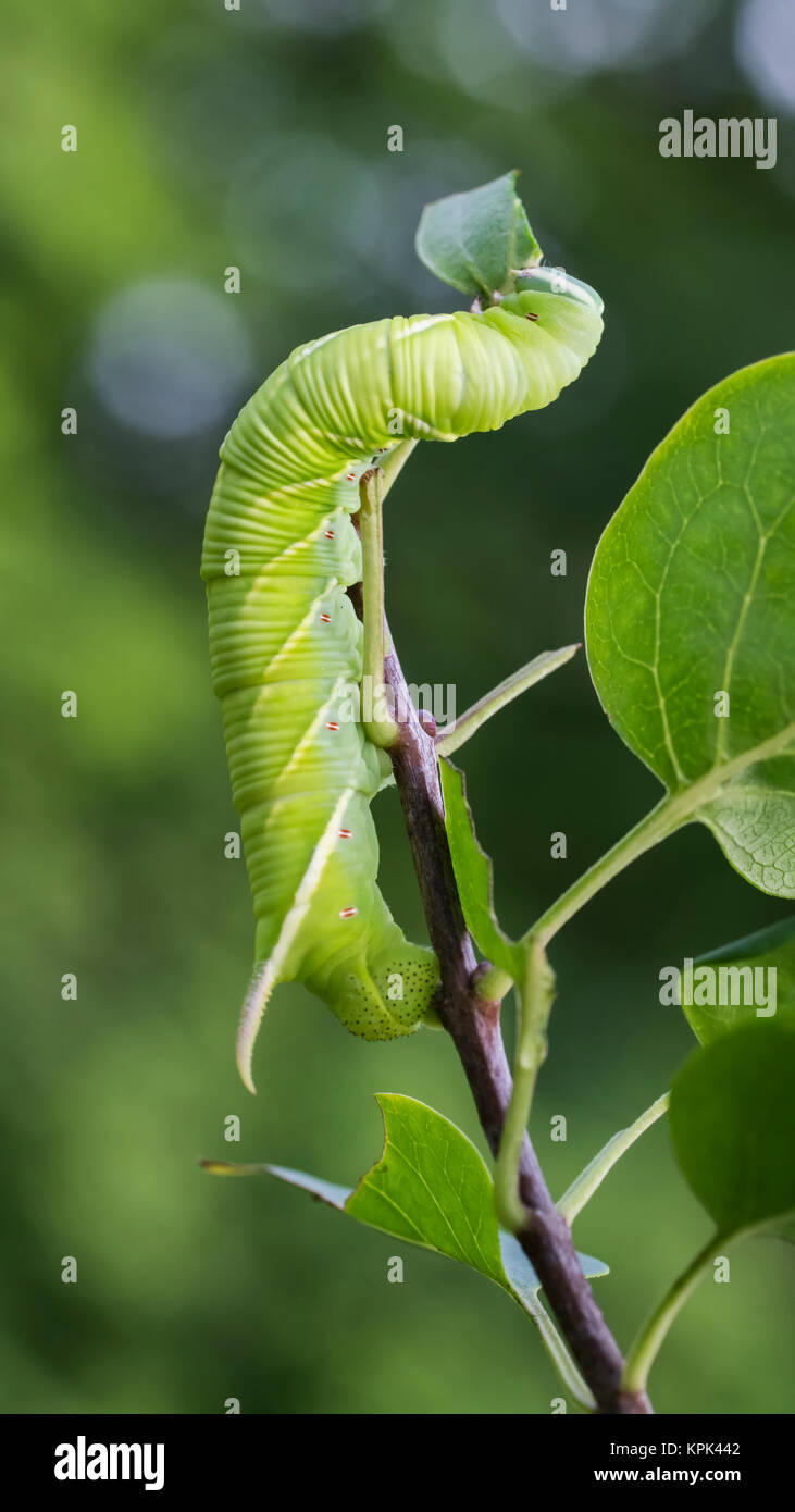 Tobacco Hornworm caterpillar (Manduca sexta) climbing a plant stem; Ontario, Canada Stock Photo