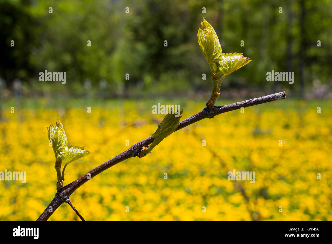Frontenac Gris grapes growing on a vine; Shefford, Quebec, Canada Stock