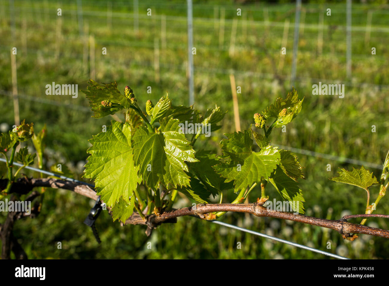 Frontenac Gris grapes growing on a vine; Shefford, Quebec, Canada Stock