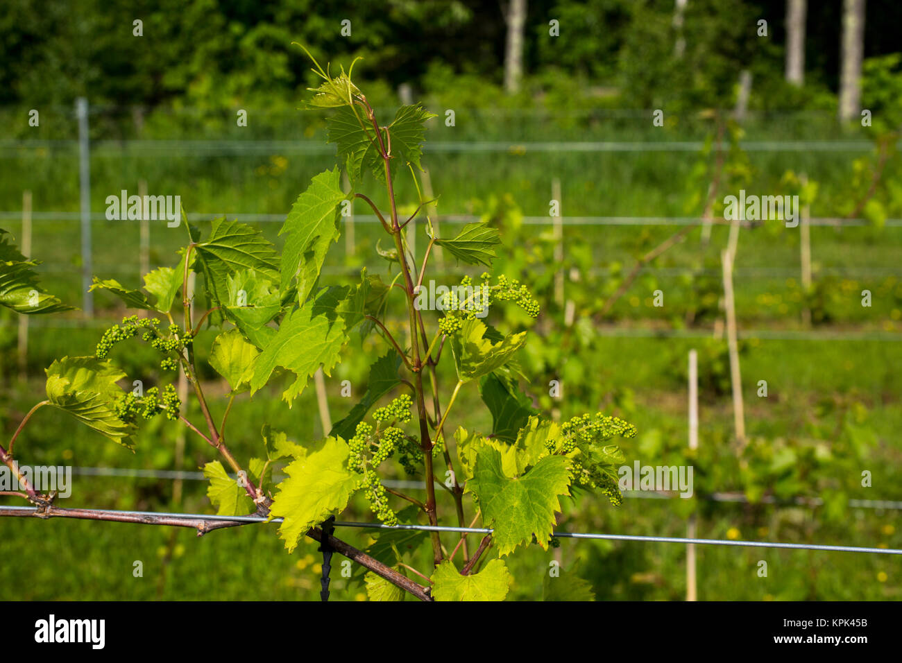 Frontenac Gris grapes growing on a vine; Shefford, Quebec, Canada Stock Photo