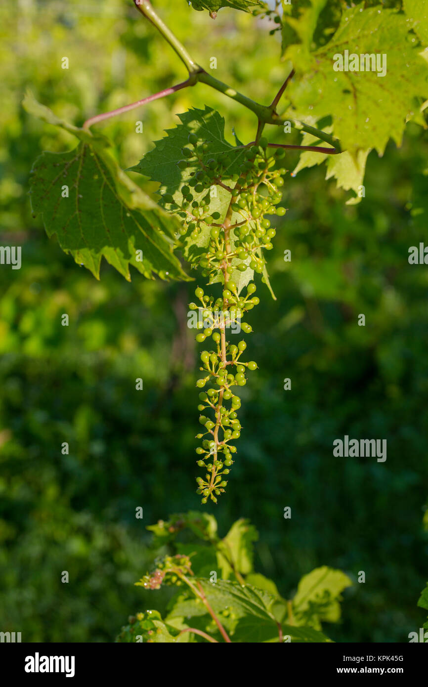 Frontenac Gris grapes growing on a vine; Shefford, Quebec, Canada Stock