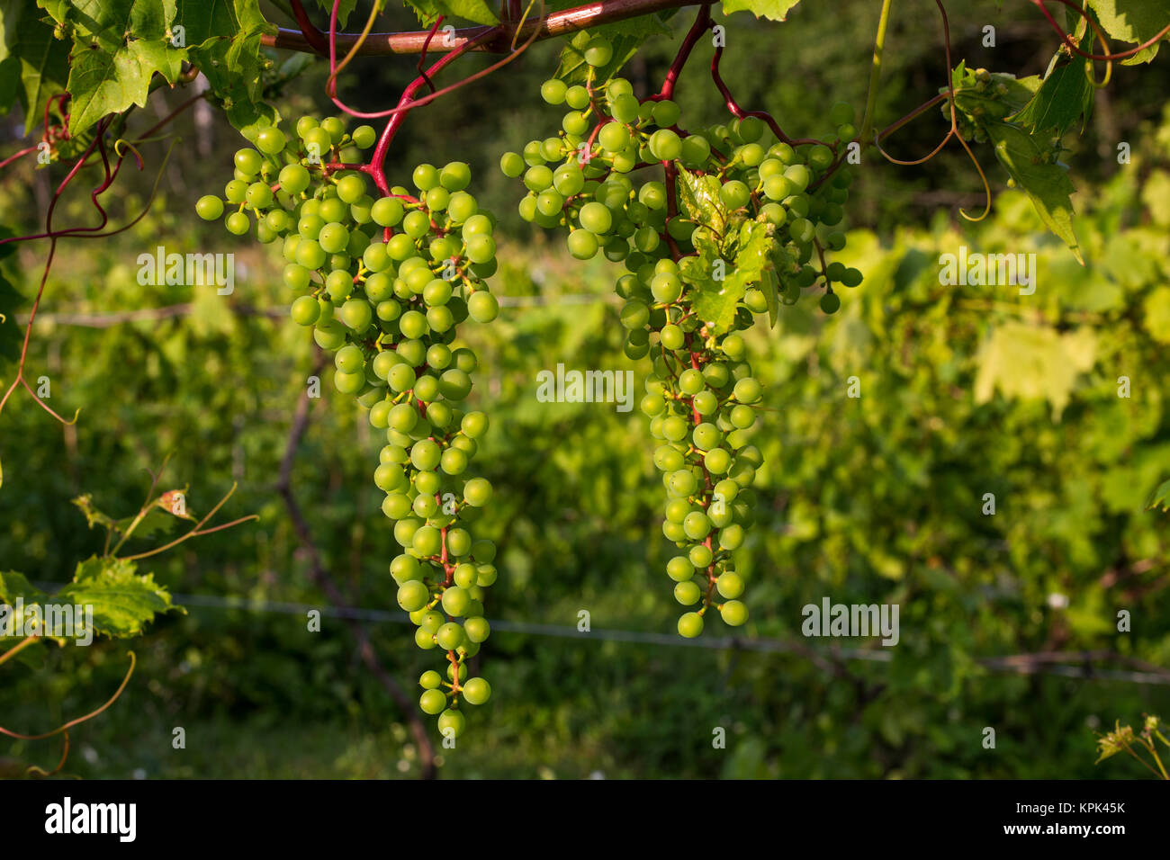 Frontenac Gris grapes growing on a vine; Shefford, Quebec, Canada Stock Photo