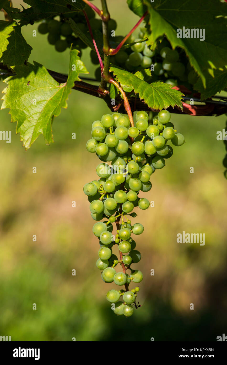 Frontenac Gris grapes growing on a vine; Shefford, Quebec, Canada Stock