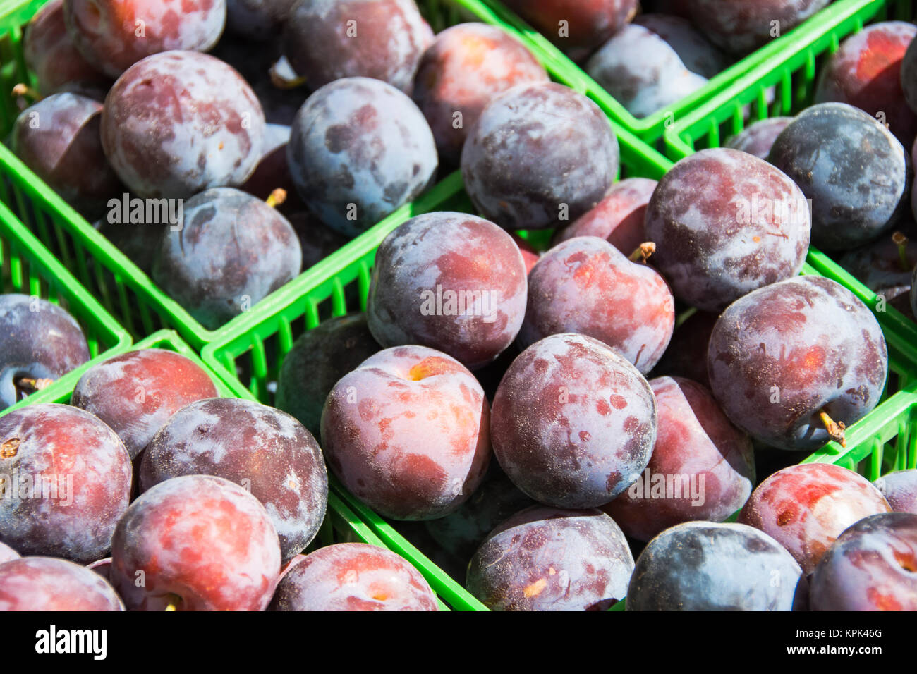 Green plastic baskets of freshly picked prunes are filling the image; Waupoose, Ontario, Canada Stock Photo