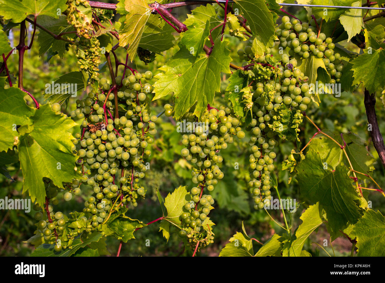 Frontenac Gris grapes growing on a vine; Shefford, Quebec, Canada Stock