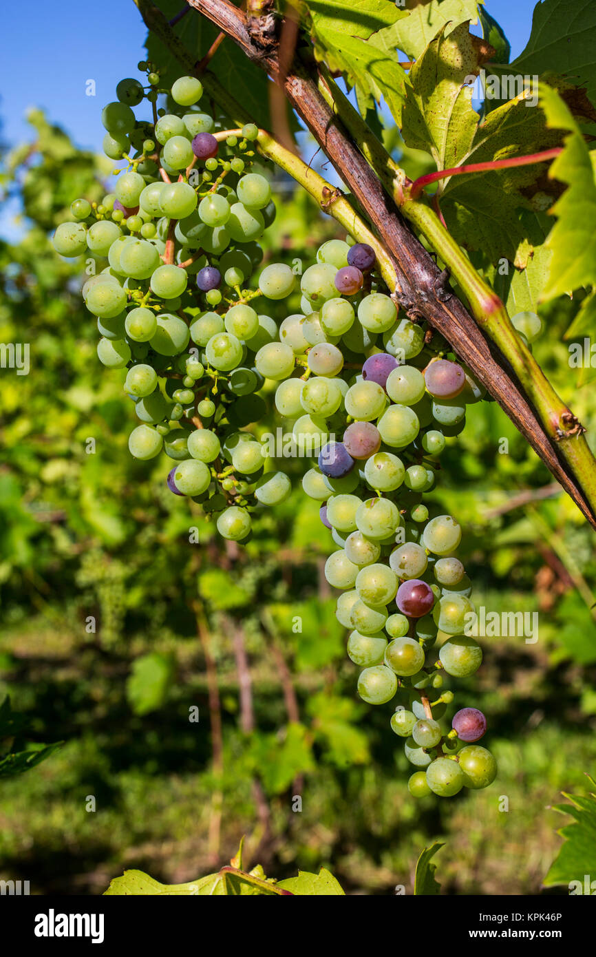 Frontenac Gris grapes growing on a vine; Shefford, Quebec, Canada Stock