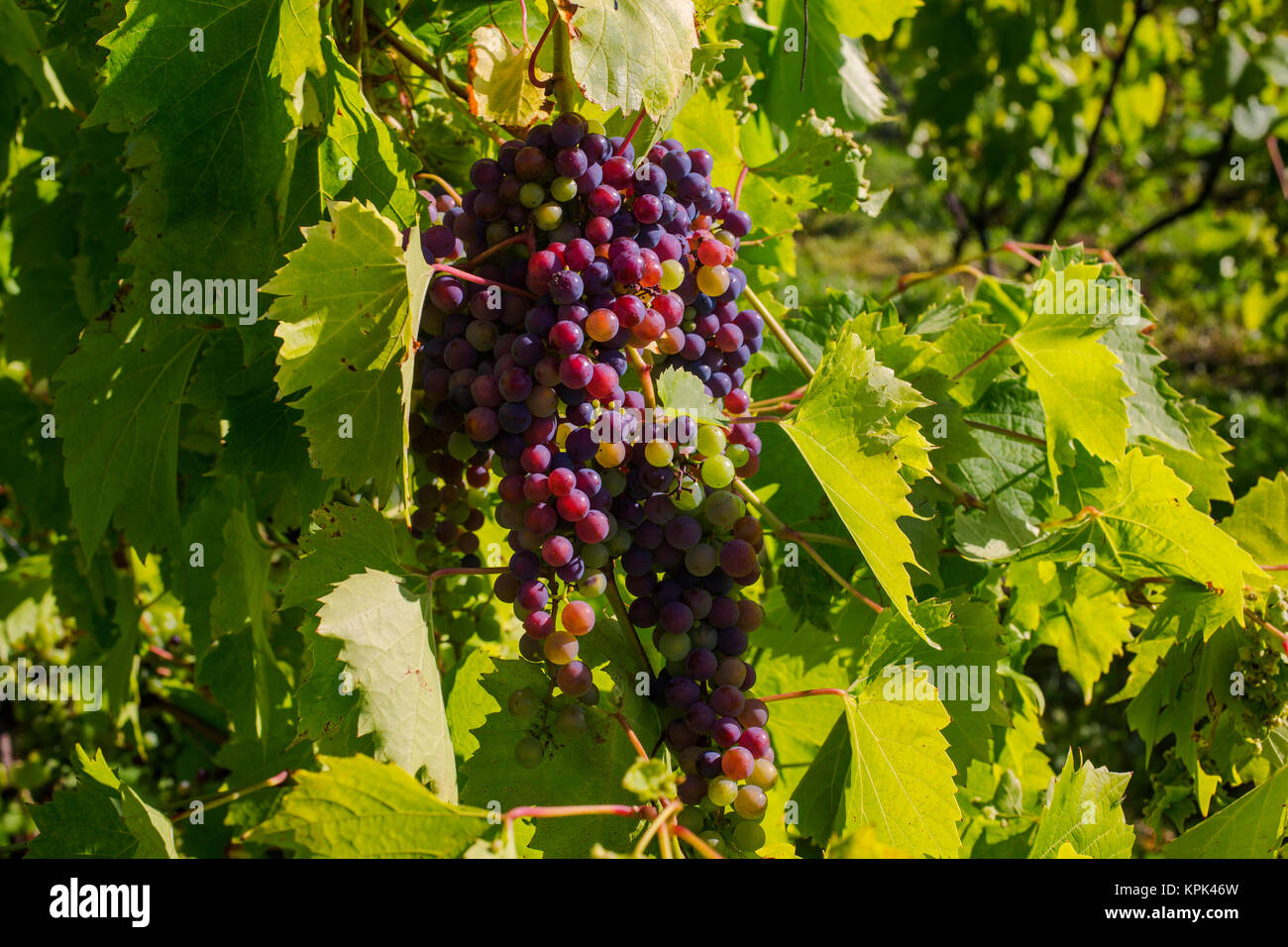 Frontenac Gris grapes growing on a vine; Shefford, Quebec, Canada Stock