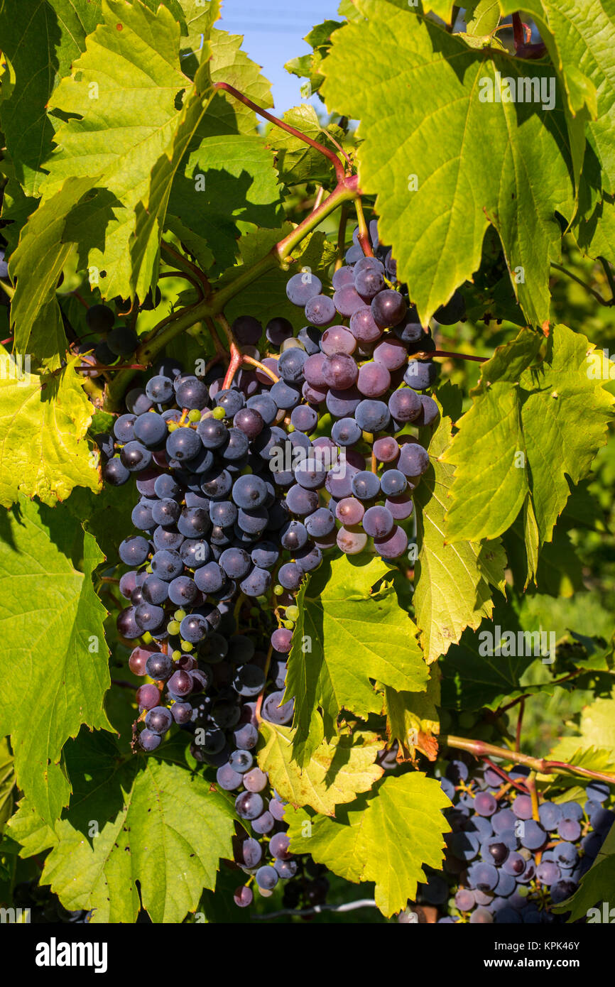 Frontenac gris hires stock photography and images Alamy