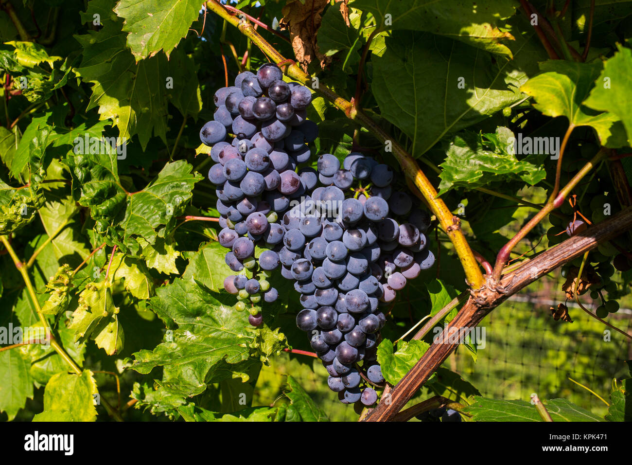 Frontenac Gris grapes growing on a vine; Shefford, Quebec, Canada Stock