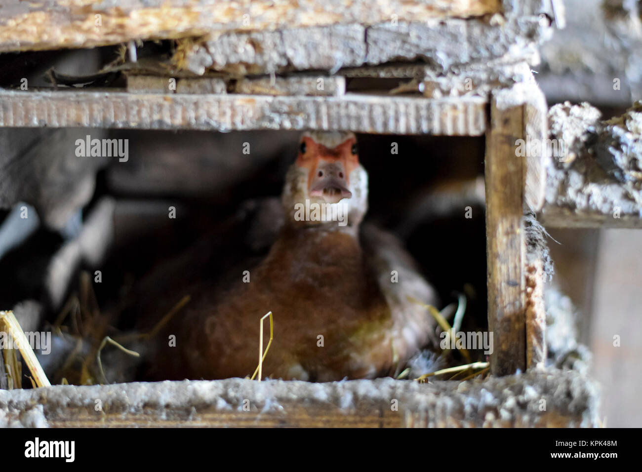 musky duck on the nest. Reproduction of musk ducks Stock Photo - Alamy