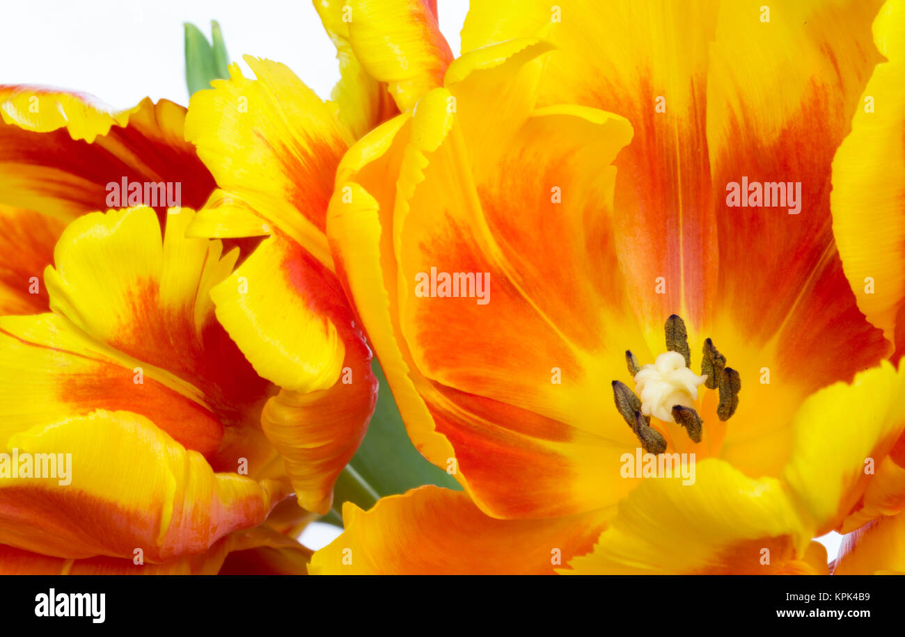 Extreme close-up of red and yellow tulips in bloom on a white ...