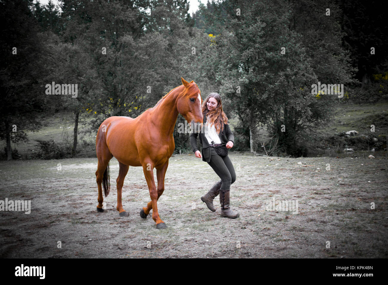 A teenage girl walks with her horse in a field during training; British Columbia, Canada Stock Photo
