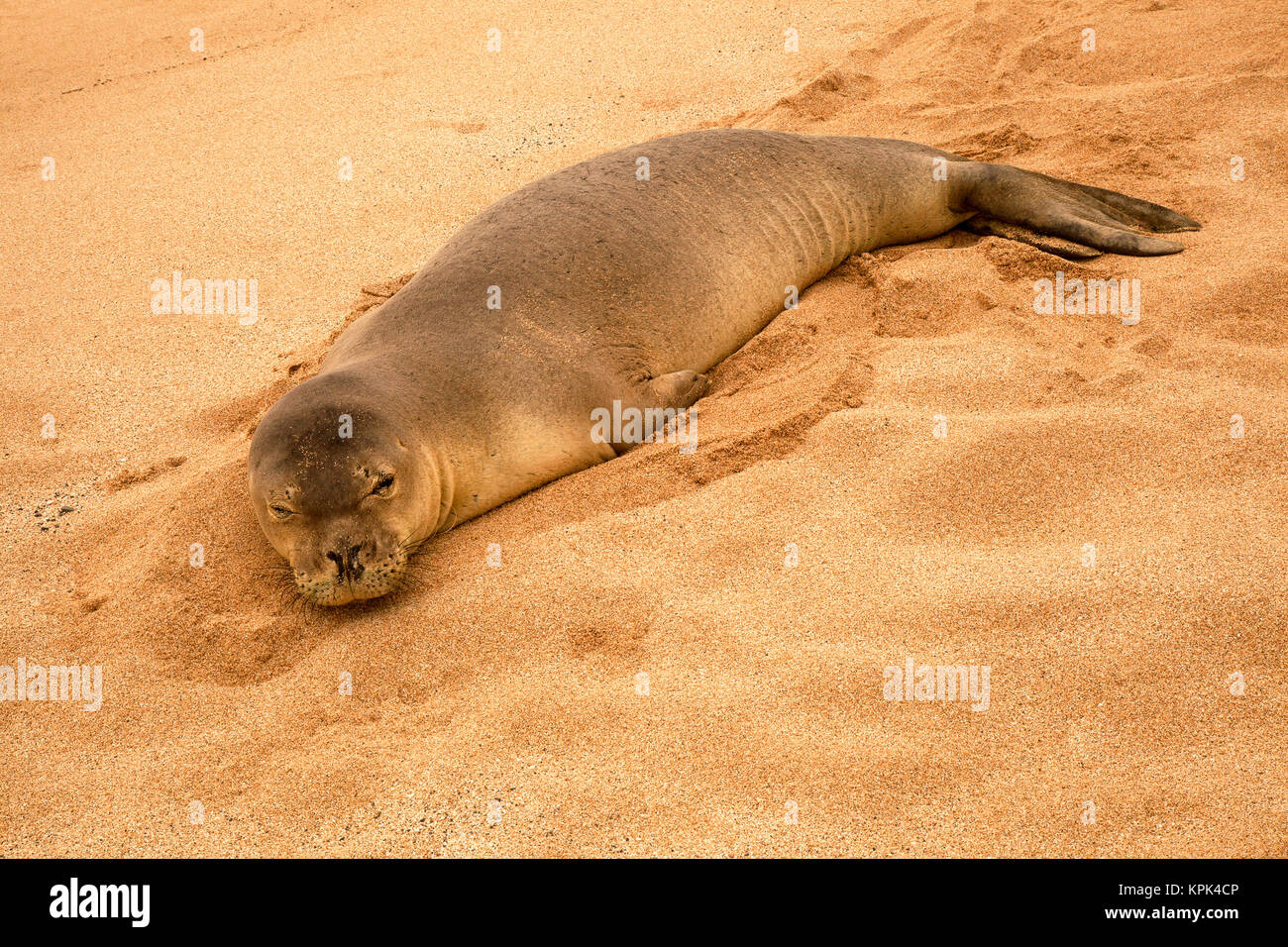 A Hawaiian Monk seal (Neomonachus schauinslandi) rests on Papohauk Beach on the island of Molokai; Molokai, Hawaii, United States of America Stock Photo