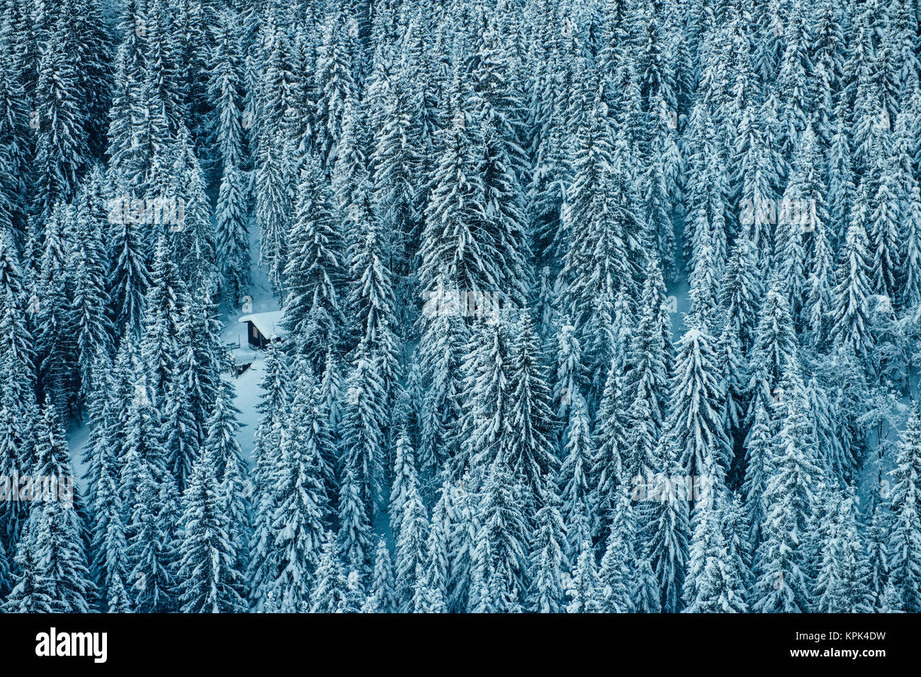 A dense coniferous forest covered in snow with a snowmobile parked in a small clearing; Laax, Switzerland Stock Photo