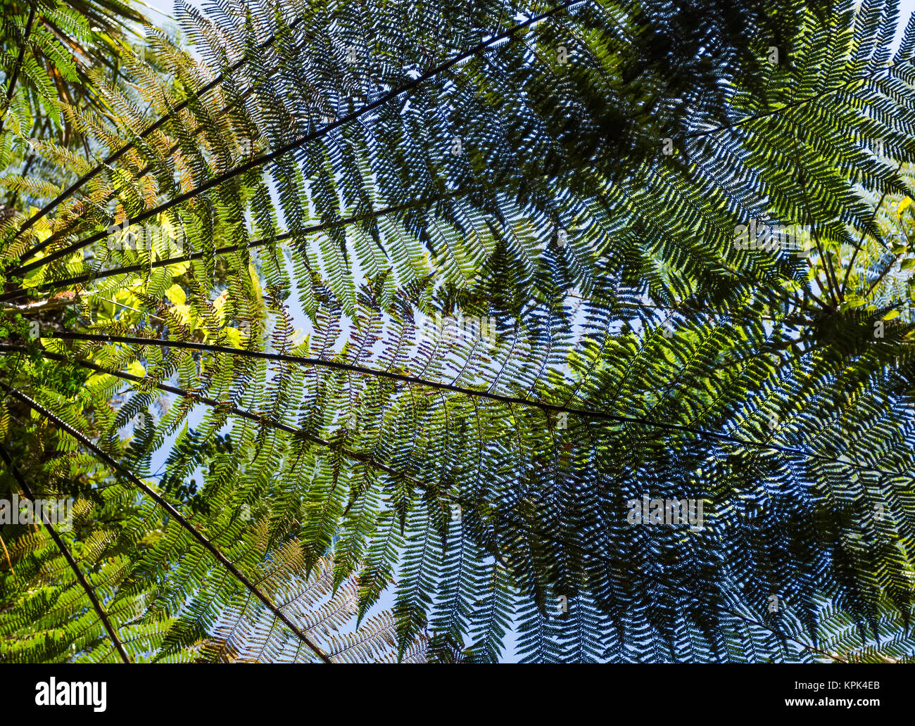 Tree ferns viewed from below with the blue sky in the background viewed through the fronds; Karamea, New Zealand Stock Photo