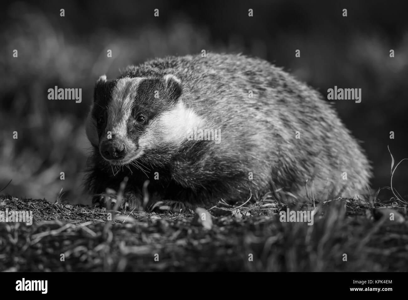 Black and white image of a Badger (Mustelidae); Dumfries and Galloway, Scotland Stock Photo