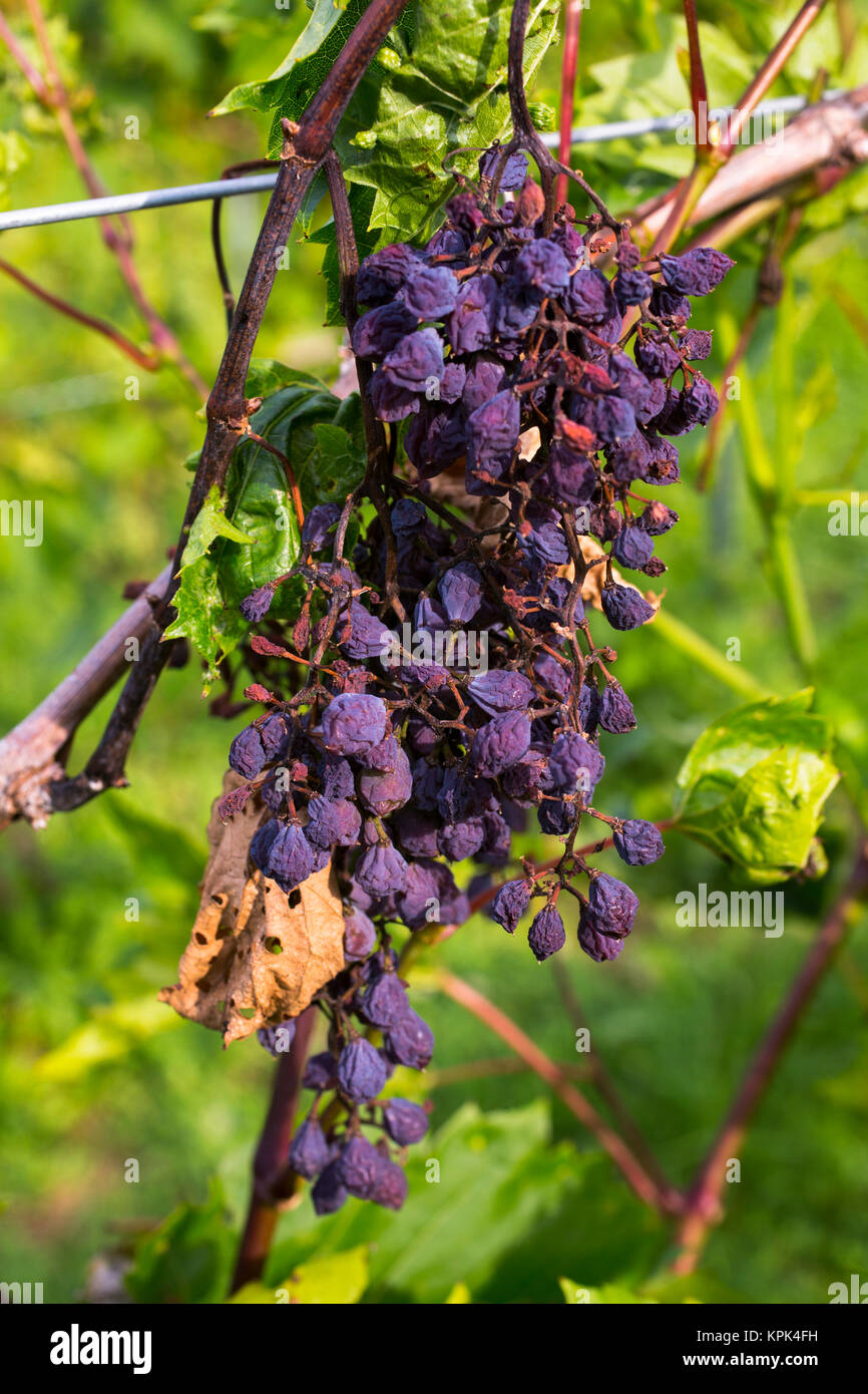 Grape vine disease hires stock photography and images Alamy