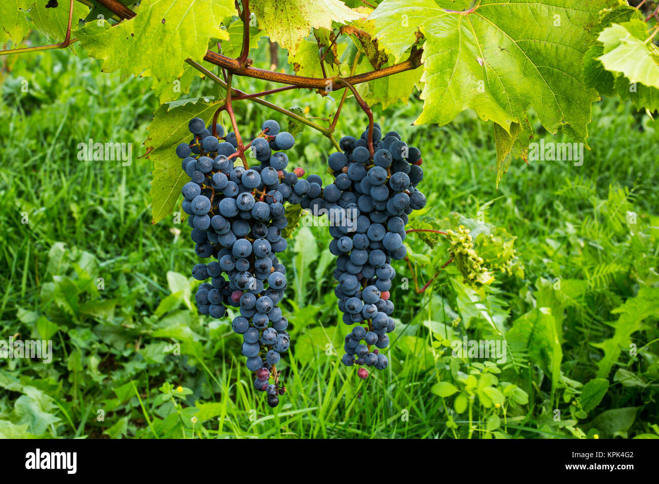 Frontenac Noir grapes on a vine; Shefford, Quebec, Canada Stock Photo