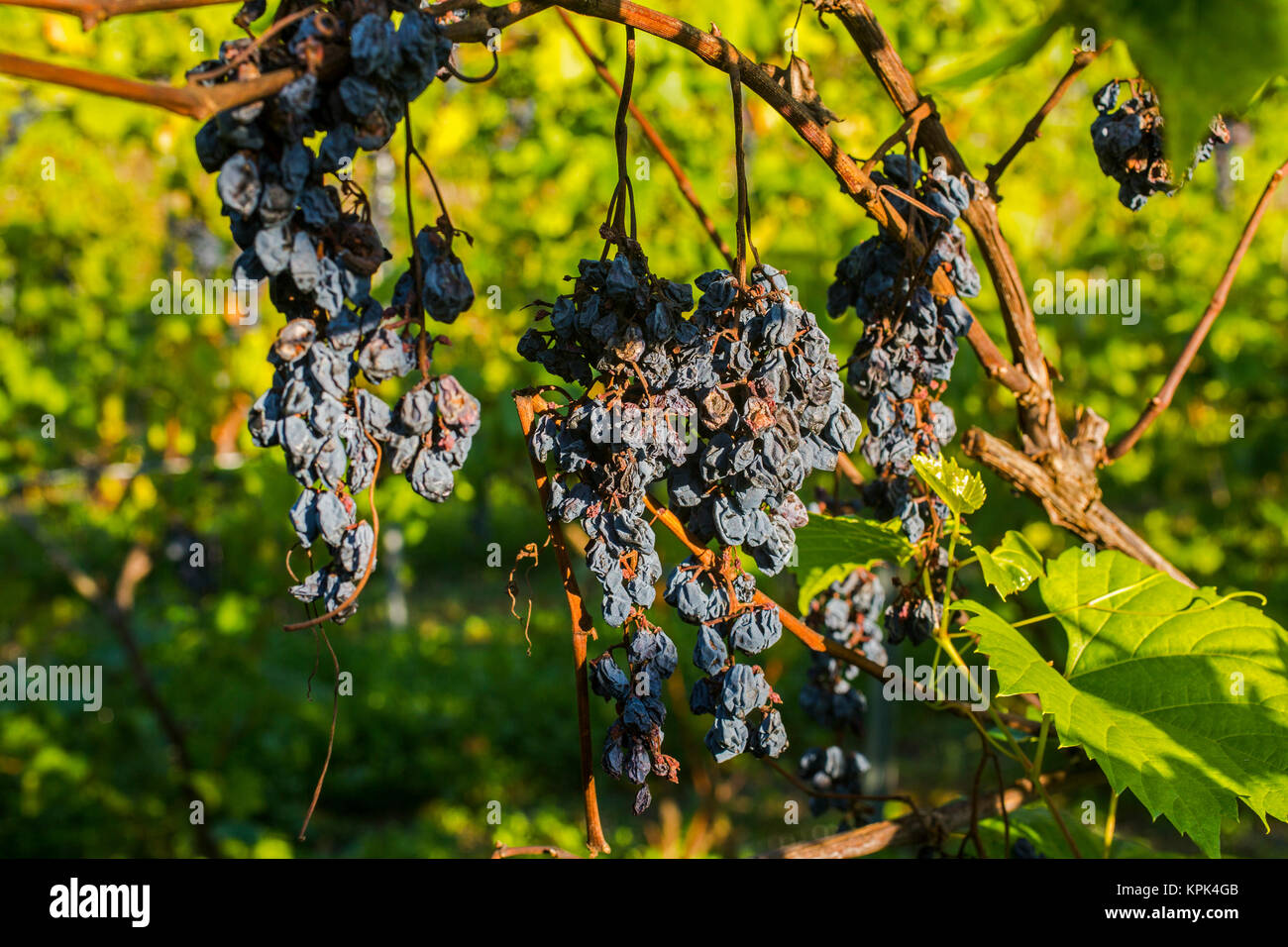 Grape vine disease hires stock photography and images Alamy