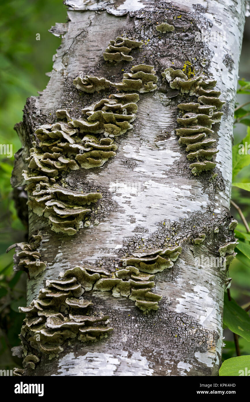 Birch fungus hires stock photography and images Alamy
