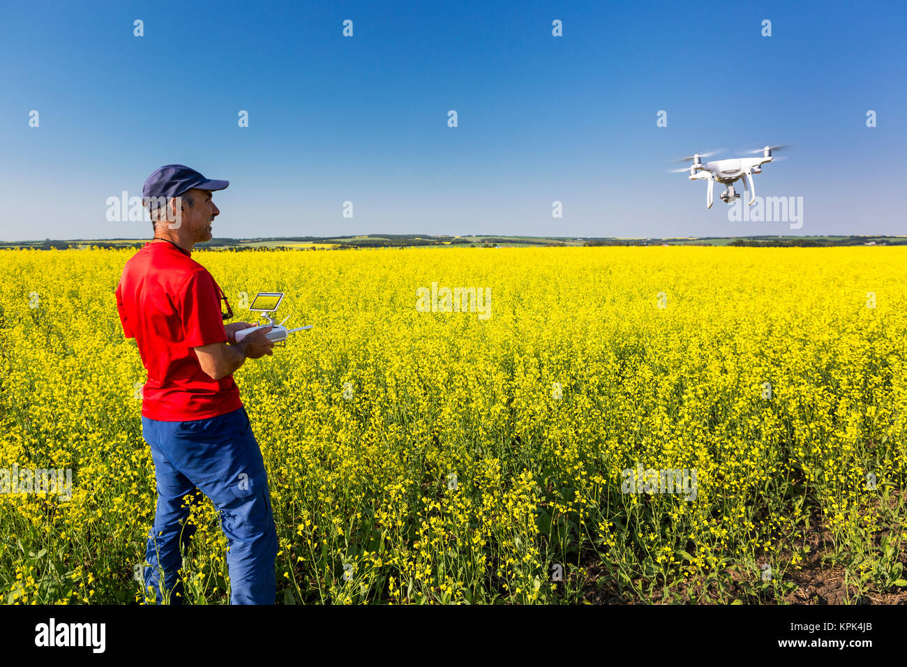 Man flying a drone over a flowering canola field, North of Sylvan Lake; Alberta, Canada Stock Photo