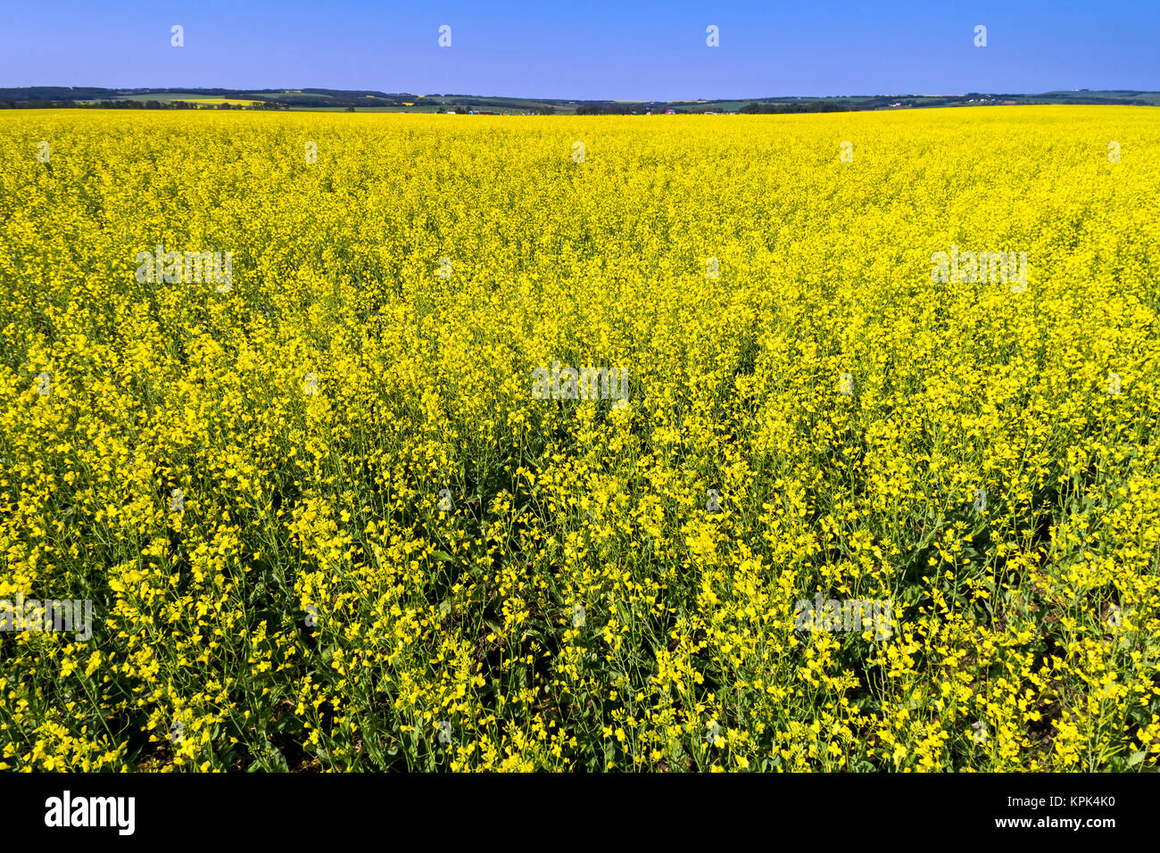 Flowering canola field with rolling hills and blue sky in the background, North of Sylvan Lake; Alberta, Canada Stock Photo
