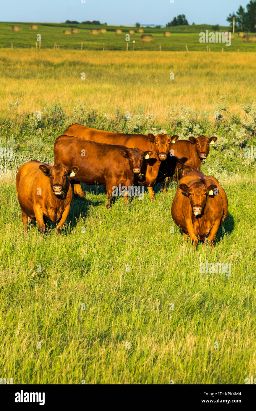 Cattle grazing in a grass field with blue sky, South of Beiseker; Alberta, Canada Stock Photo