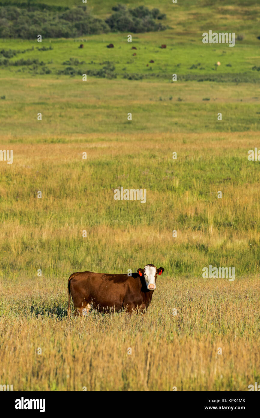 One cow standing in a grass field with red ear tags, South of Calgary; Alberta, Canada Stock Photo