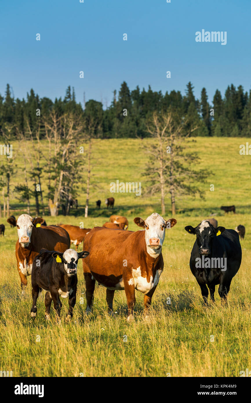 Cattle grazing in a grass field with blue sky, North of Sylvan Lake; Alberta, Canada Stock Photo