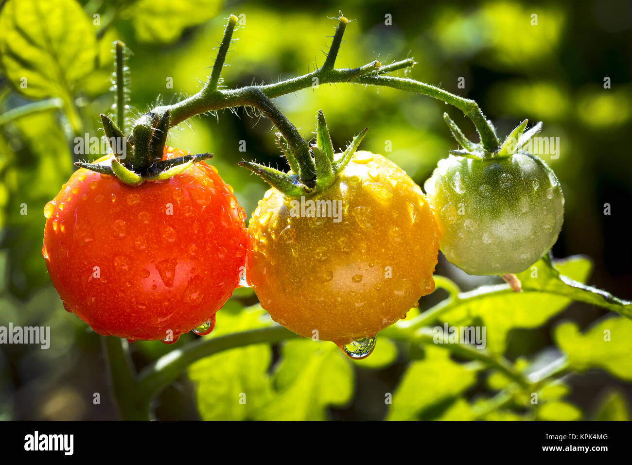 Close-up of a cluster of ripe and unripe cherry tomatoes on a plant in ...