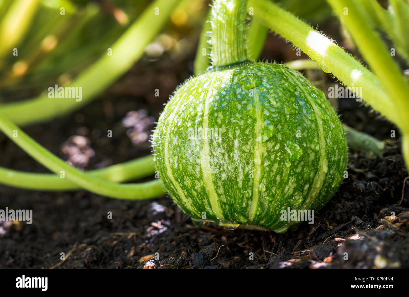 Closeup of a round green squash on the vine in the garden with water