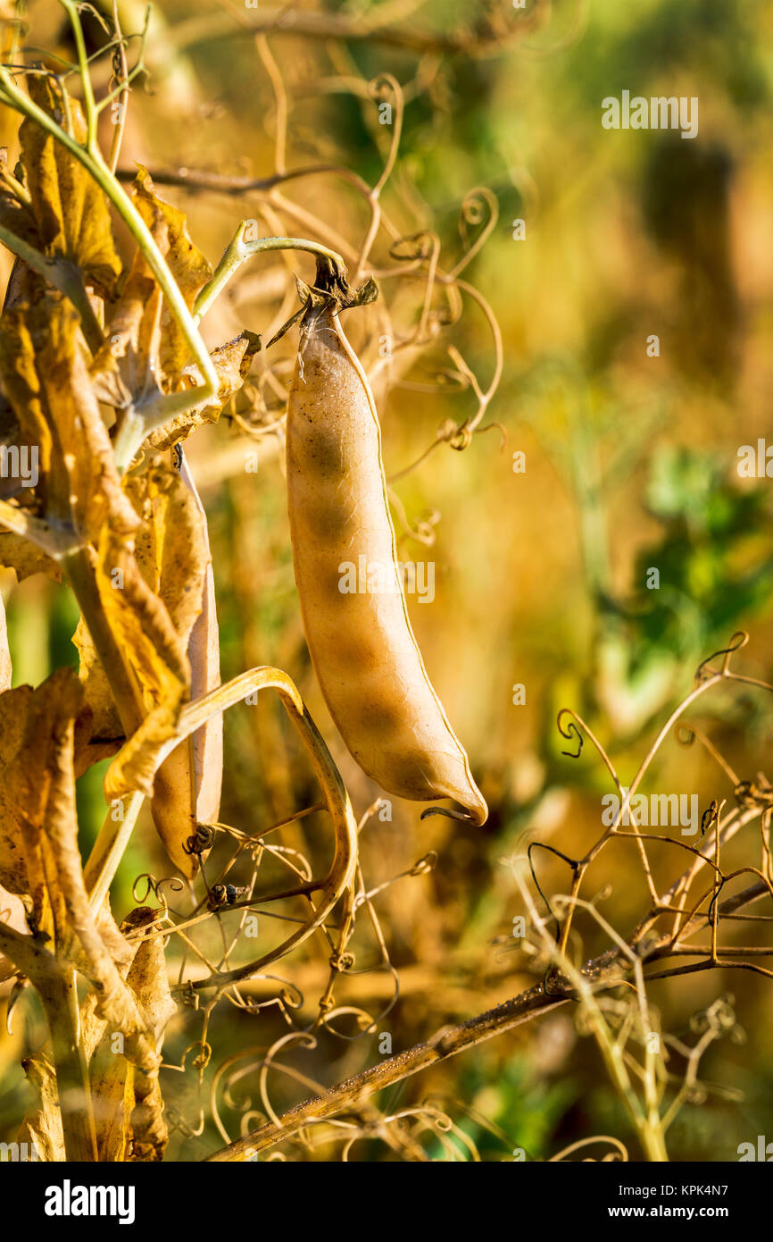Pea pod plant hires stock photography and images Alamy