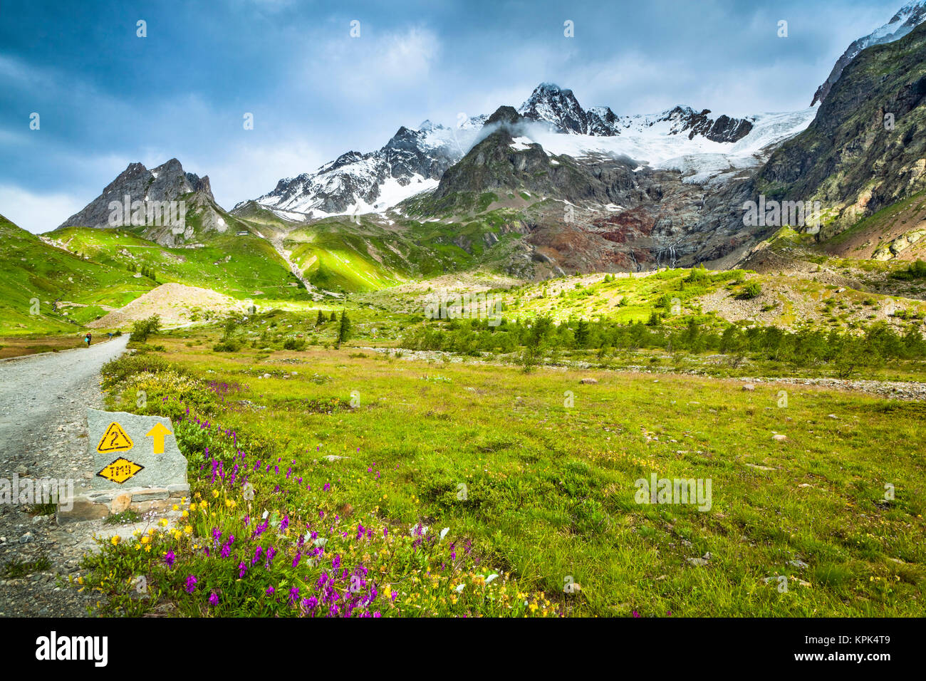 Wildflowers blooming along Tour du Mont Blanc trail, with mountain range and glaciers in the background, Val Veni; Aosta Valley, Italy Stock Photo