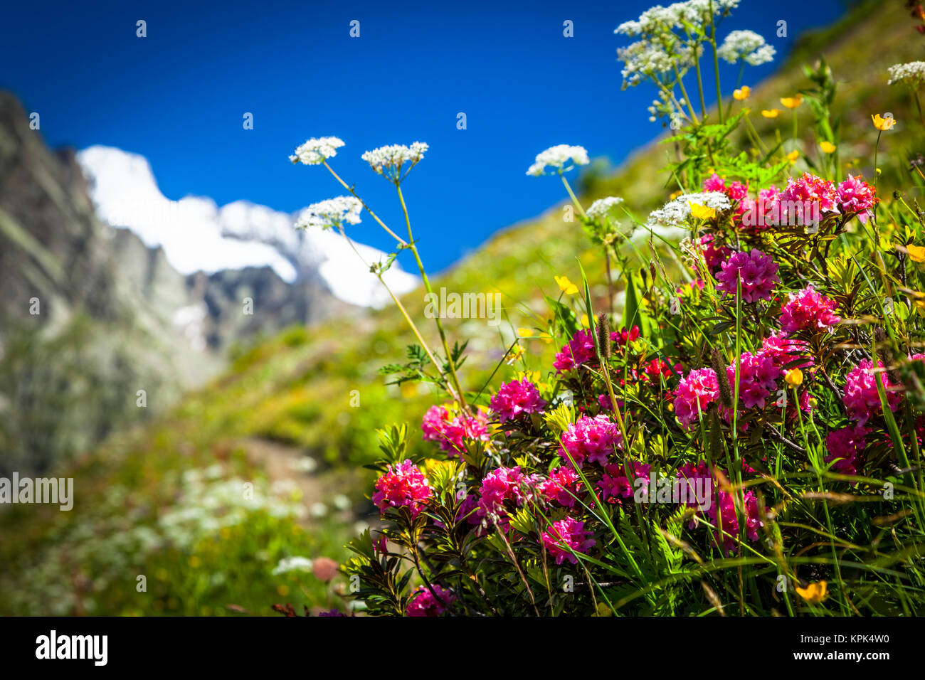 Alpine Rose (Rhododendron ferrugineum) blooming among other wildflowers in meadow, Val Ferret; La Vachey, Aosta Valley, Italy Stock Photo