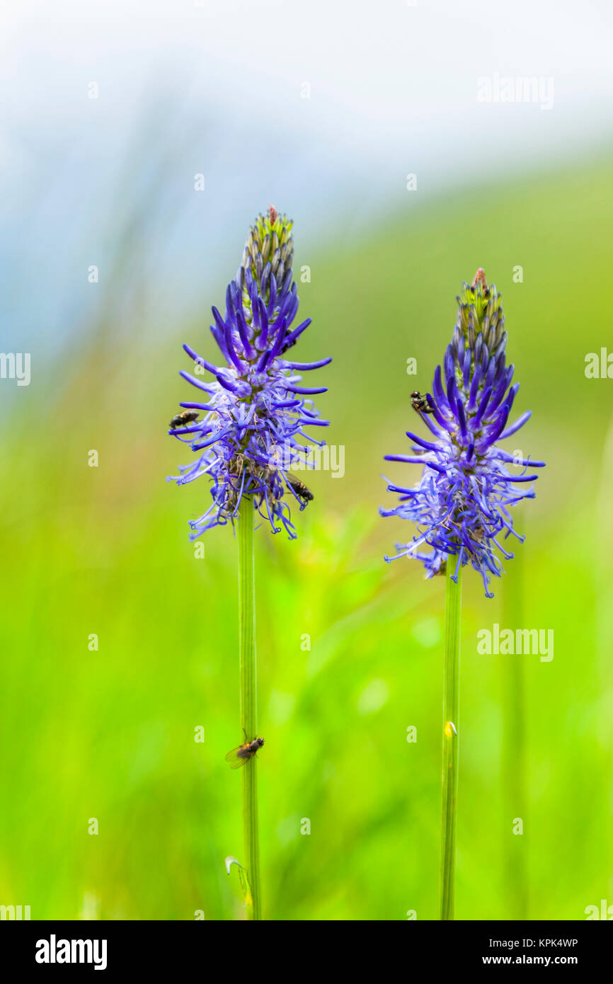 Close-up of Blue Spiked Rampion (Phyteuma) in a green field, Alps; Chamonix-Mont Blanc, France Stock Photo