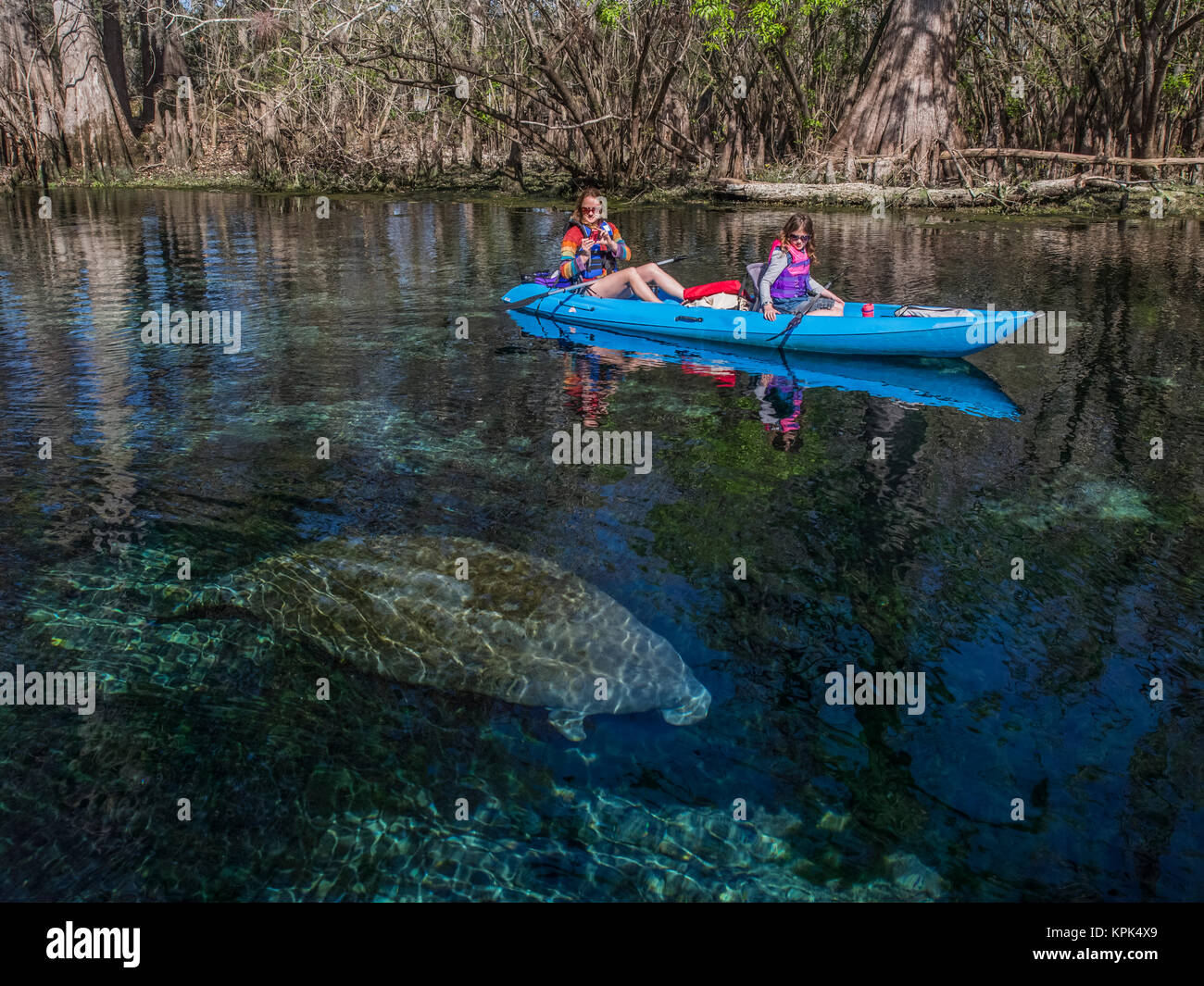 A mother and daughter kayak over a manatee (Trichecus manatus) in a