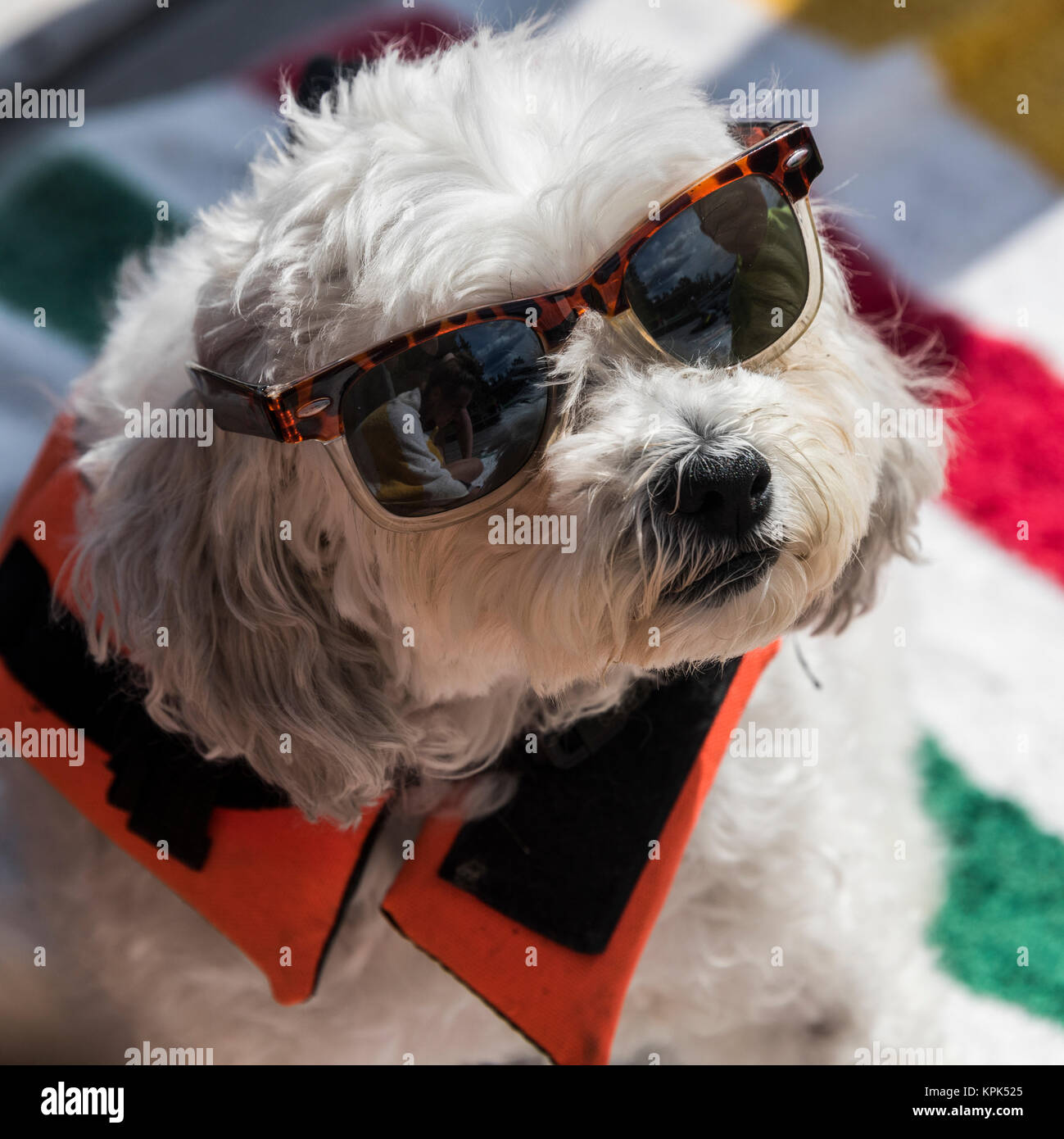 Portrait of a dog wearing sunglasses and a lifejacket and looking up at the camera; Lake of the Woods, Ontario, Canada Stock Photo
