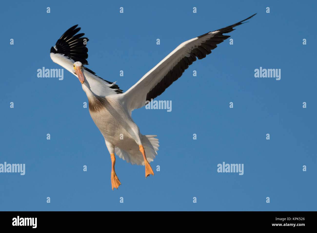 A Pelican (Pelecanidae) in flight in a blue sky; Ontario, Canada Stock Photo