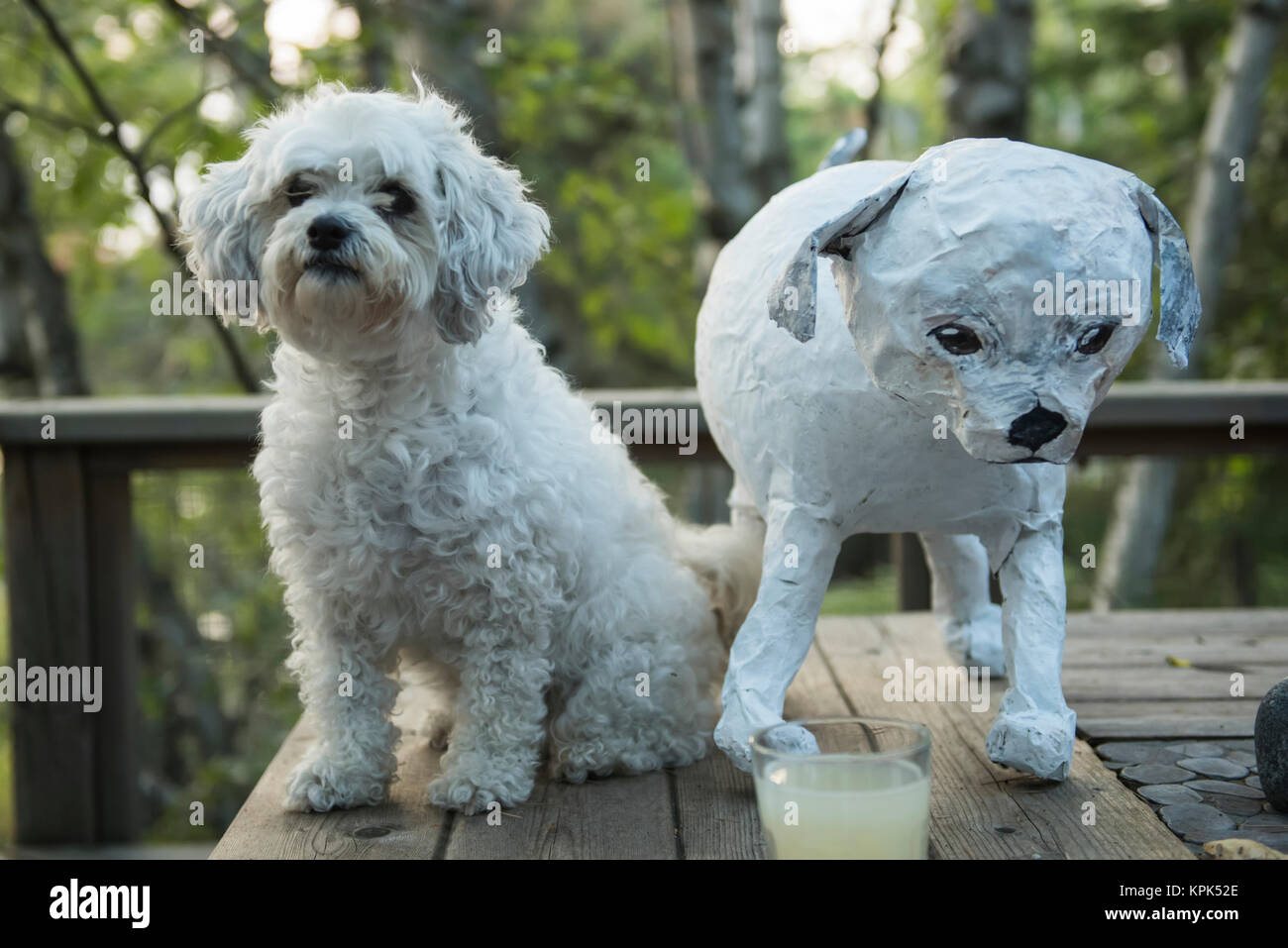 A cute white cockapoo sits on a wooden deck beside a paper mache of it's likeness; Lake of the Woods, Ontario, Canada Stock Photo