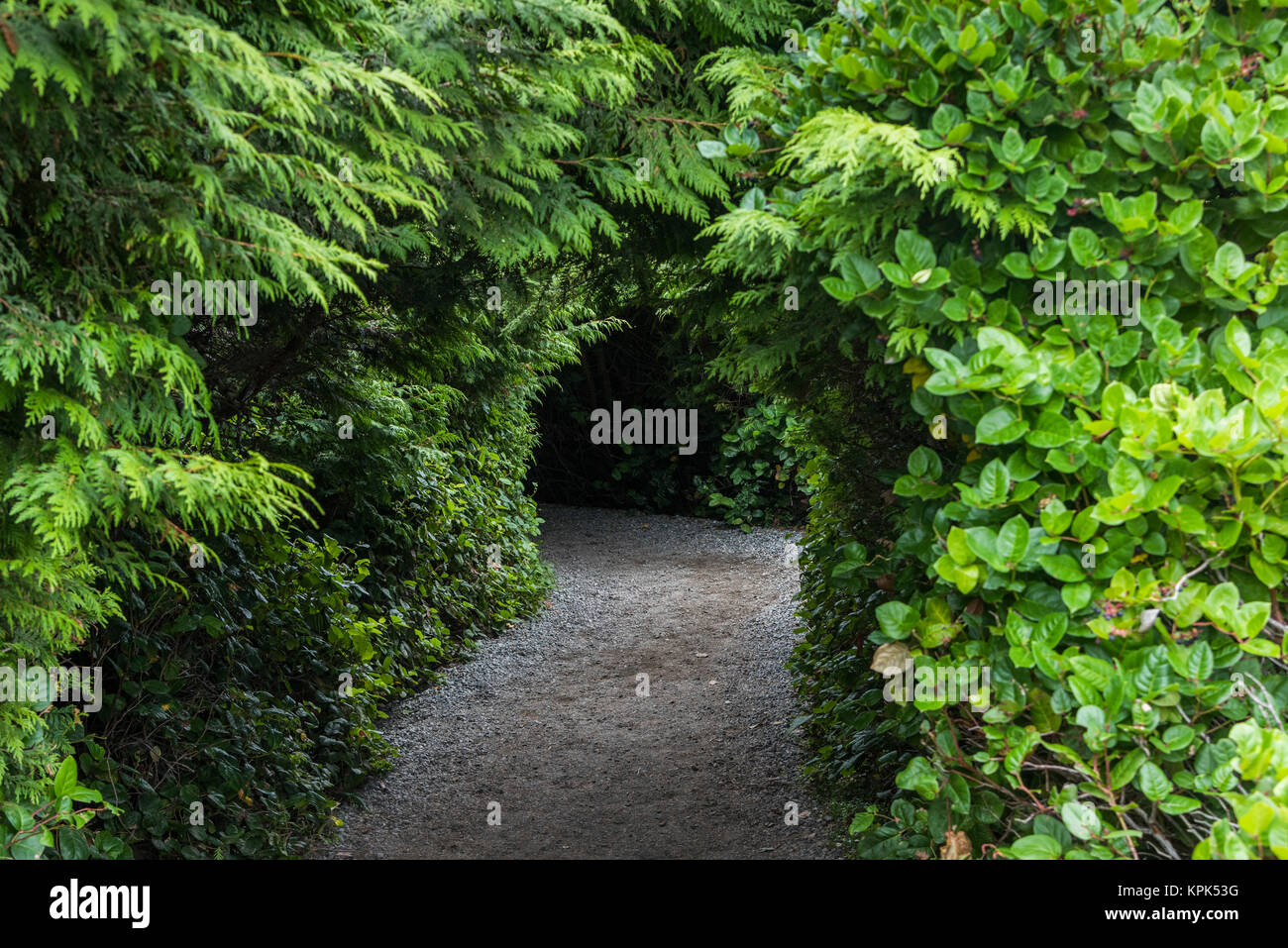 A trail leading through trees and shrubs with lush, green foliage; Ucluelet, British Columbia, Canada Stock Photo