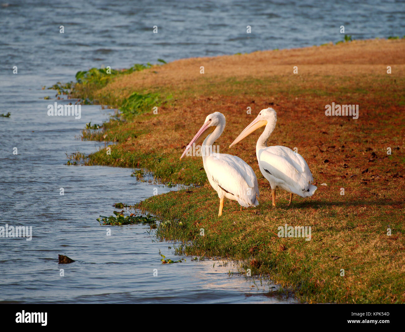 Migrating pelicans at University Lake, Baton Rouge, Louisiana, USA Stock Photo